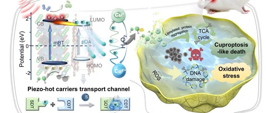 文献分享 | Nat. Commun. | 超声激活的压电热载流子触发串联催化协同铜死亡杀菌防止植入物感染