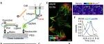 文献分享 ｜Science｜细胞黏附力转导过程中单分子加载速率的测定