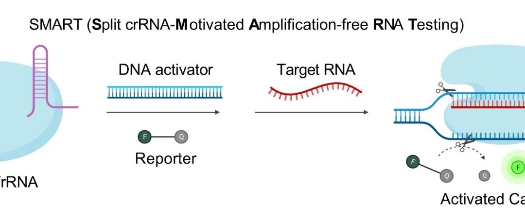 湖南师范大学熊二虎等：基于分裂型crRNA的CRISPR-Cas12a系统对RNA的高灵敏检测研究