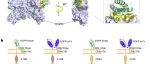 Nat Biomed Eng | 西湖大学谢琦/曹龙兴团队联合开发基于从头蛋白质设计技术的CAR T疗法用于治疗胶质母细胞瘤