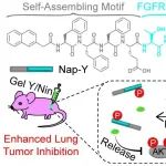 ACS Nano | 东南大学梁高林教授课题组开发一种智能激酶响应型水凝胶实现对肺部肿瘤显著治疗效果