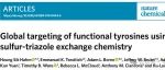 Nat .Chem .Biol.|使用硫-三唑交换化学对功能性酪氨酸进行全局靶向