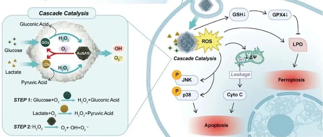 【Adv.Funct.Mater】参与级联催化的多酶模拟金单原子纳米酶促进肿瘤凋亡和铁凋亡