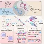 Angew. Chem. Int. Ed. | MicroRNA触发的pre-PROTACs用于细胞选择性和受控蛋白质降解