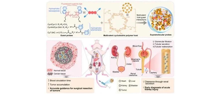 文献分享| Science Advance : 多价超分子荧光探针用于精准疾病成像