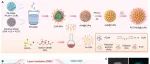 文献分享 | Adv. Mater. | 瞬时温和光热通过增强口服纳米药物在结肠炎黏膜中的累积提高其结肠炎治疗效率