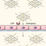 Biomaterials丨西湖大学丁忠祥/浙江大学周民合作制备抗氧化剂MOF纳米粒有效预防放射性脑损伤