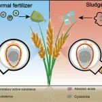 同济大学戴晓虎团队ER：污泥源生物刺激素提高稻米中抗炎活性物质含量
