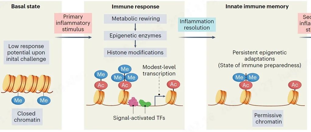 Nat Immunol| 宾大阐述先天免疫记忆和训练免疫的辩证关系
