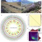 GigaScience | 云南大学研究团队北方雪层杜鹃基因组研究揭示其对山顶环境的适应策略