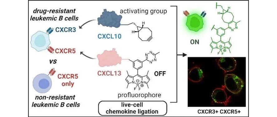 文献分享| JACS：Chemo-Click：受体控制和生物正交趋化因子连接，用于耐药白血病 B 细胞的实时成像