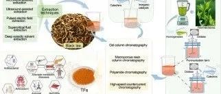 综述 | 茶黄素：红茶中未充分开发的功能性化合物