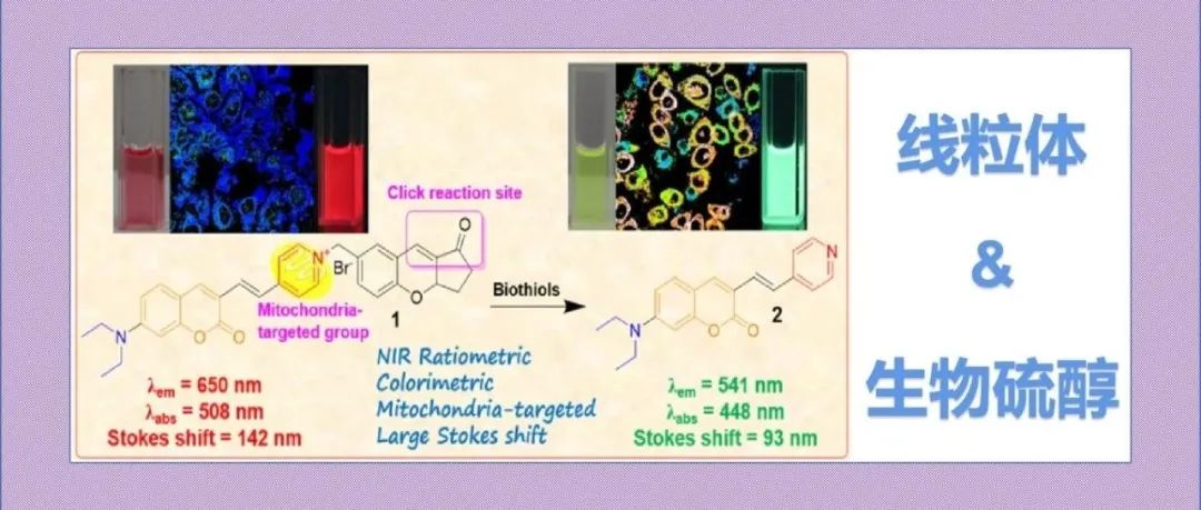 文献分享|基于巯基-色烯点击反应的线粒体靶向近红外比率及比色荧光探针用于生物硫醇检测