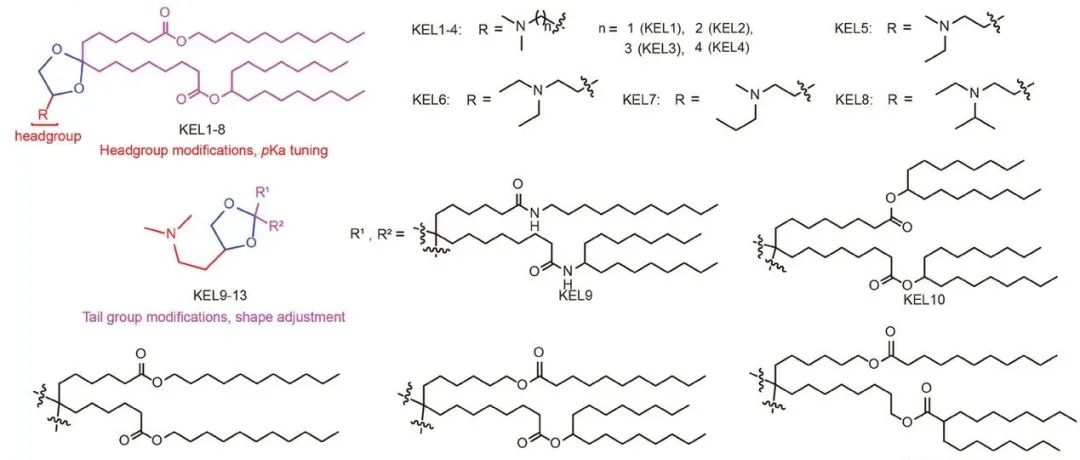 【Advanced Science】发现具有降低肝毒性、增强脾向性的缩酮酯可电离脂质纳米颗粒以用于 mRNA 疫苗递送