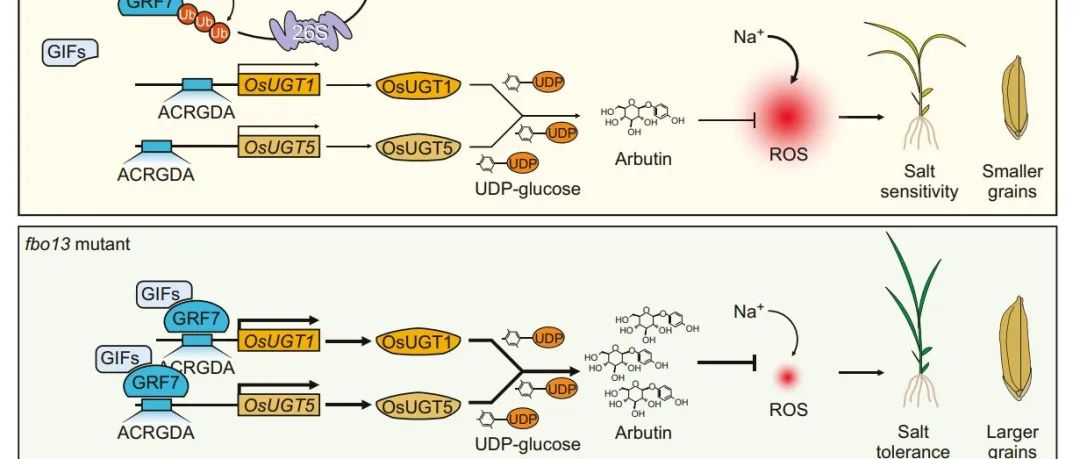 文献分享 | GRF7介导熊果苷代谢从而增强水稻抗盐