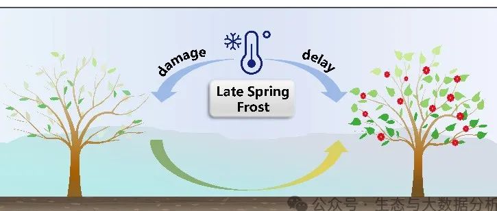Nature子刊 | 西川大学陈磊教授团队：北半球开花物候受晚春霜冻影响而推迟