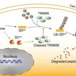 PLOS Pathogens | 哈医大赵文然/钟照华发现TRIM56调控CVB RNA聚合酶3D的泛素化限制病毒复制
