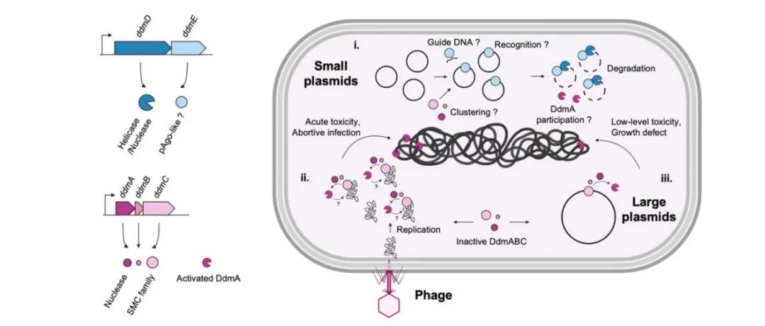 文献速递 | DdmDE系统：细菌防御质粒入侵的奥秘