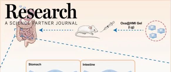 Research|调控并利用肿瘤内微生物群的口服水凝胶增强结直肠癌的治疗—南方医科大学邹兆伟、张超、于梦团队合作新进展