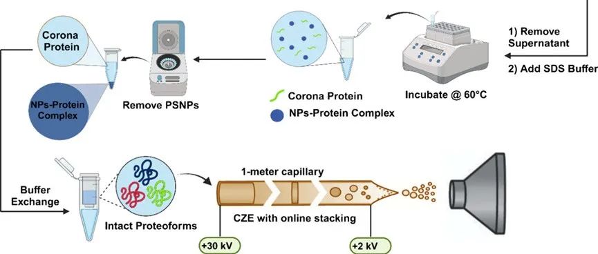 ACS Nano |基于质谱的Top-down蛋白质组学在纳米医学中的应用：对蛋白冠proteoform的准确表征分析