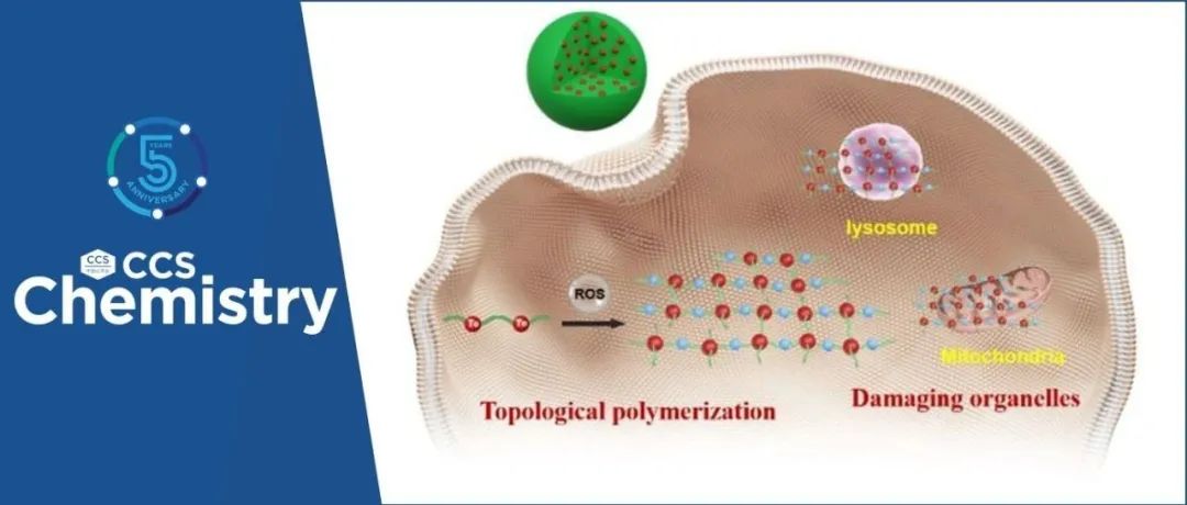 【CCS Chem.】清华大学许华平：活细胞内构筑拓扑聚合物网络用于细胞器功能调控