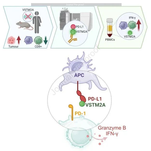 Mol Ther | 香港中文大学于君/吴兆文团队揭示VSTM2A通过对抗PD-L1/PD-1相互作用逆转结直肠癌中的免疫抑制