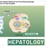 &#8203;Hepatology丨南京医科大学蒋龙凤等团队合作研究发现巨噬细胞STING-YAP轴通过促进脂滴的自噬降解来控制肝脏脂肪变性
