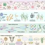 文献解读｜华南农业大学农学院刘耀光院士团队综述CRISPR/Cas基因编辑和其他技术在抗除草剂水稻育种研究的进展及展望