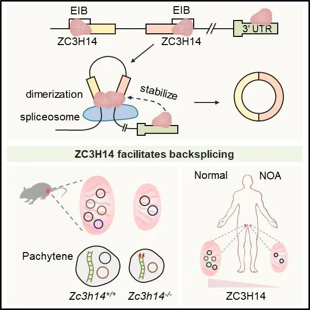 Mol Cell | 中国科大单革课题组发现ZC3H14蛋白促进反向剪接的新机制