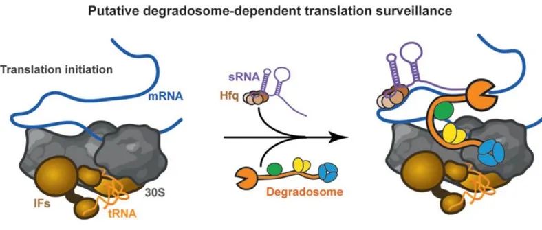 文献分享 ｜Nucleic Acids Research｜调节 RNA 和 RNA 降解体在转录本监测中的合作