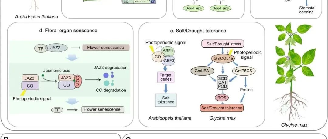 JIPB | 中国科学院华南植物园侯兴亮课题组综述光周期响应因子CO开花之外的角色