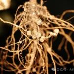 河南农业大学植保院青年教师第一作者在一区TOP期刊发表花生根腐病最新研究成果 - Book学术