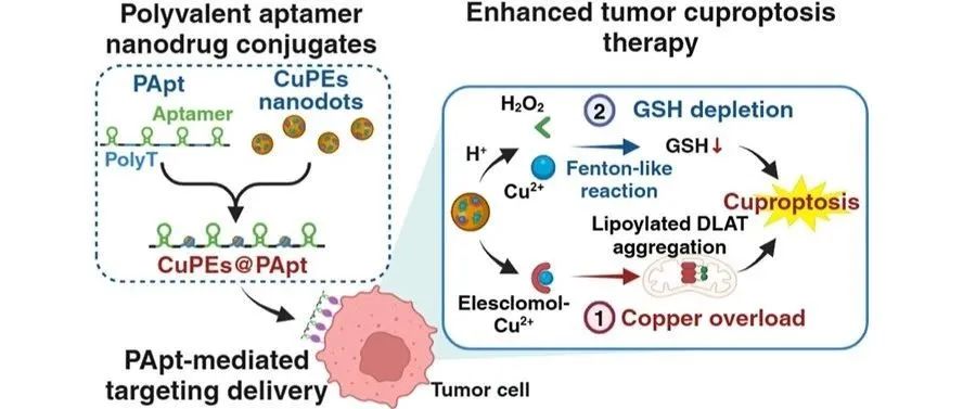 文献分享 |多价适体纳米药物偶联物通过铜过载和谷胱甘肽耗尽实现有效的肿瘤铜中毒治疗
