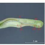 广州中医药大学中药学院何国振教授等：阳春砂茉莉酸生物合成酶基因鉴定与时空表达分析