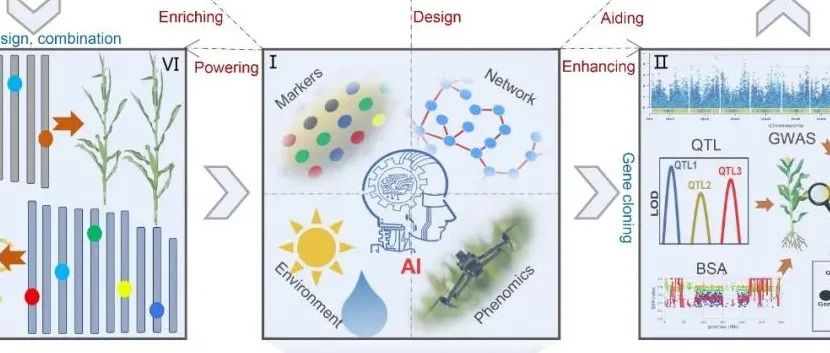 JIPB 特约综述 | 华中农大李林团队联合西北农林和中国农科院作科所研究人员综述生物大数据与AI助力作物育种