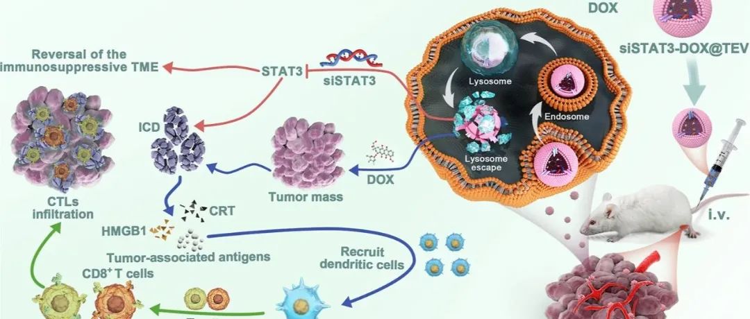 【ACS Nano】肿瘤来源的细胞外囊泡使肿瘤趋向性化学基因疗法在三阴性乳腺癌中局部免疫激活