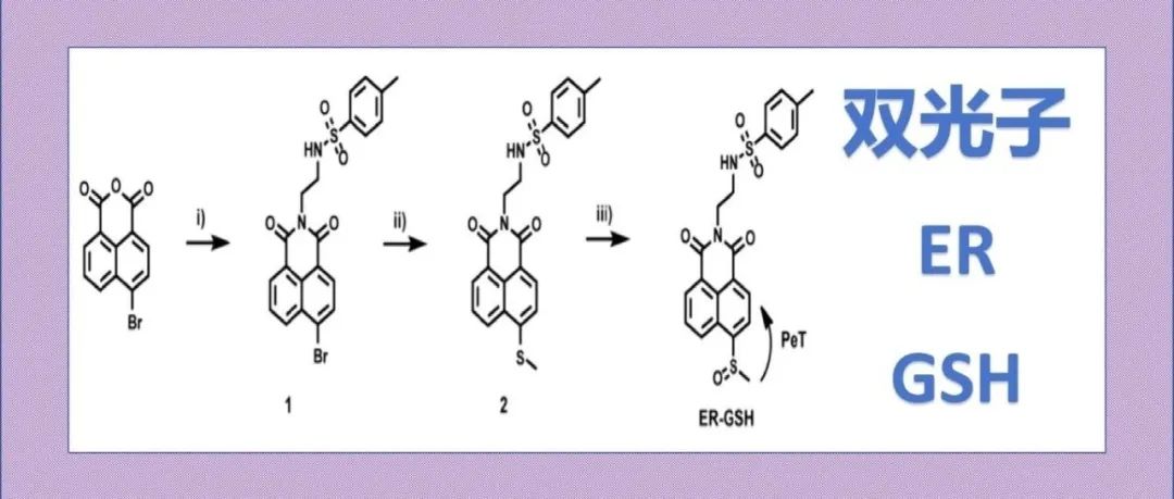文献分享|通过内质网靶向的双光子荧光探针监测废皮革诱导的内质网应激下内质网的谷胱甘肽含量