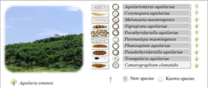 曲靖师范学院云南高原生物资源保护与利用中心、生物资源与食品工程学院真菌研究团队揭示：来自沉香树的十个新的和一个已知的子囊菌分类群