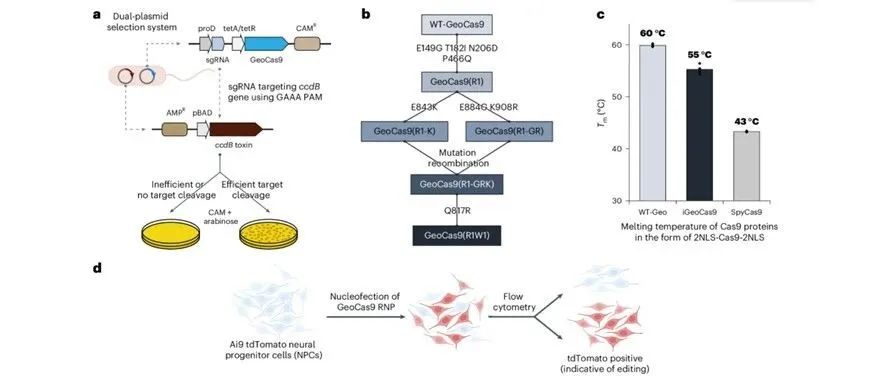 文献分享|Nat. Biotechnol.：通过脂质纳米颗粒递送稳定的CRISPR-Cas9核糖核蛋白进行肺和肝脏编辑