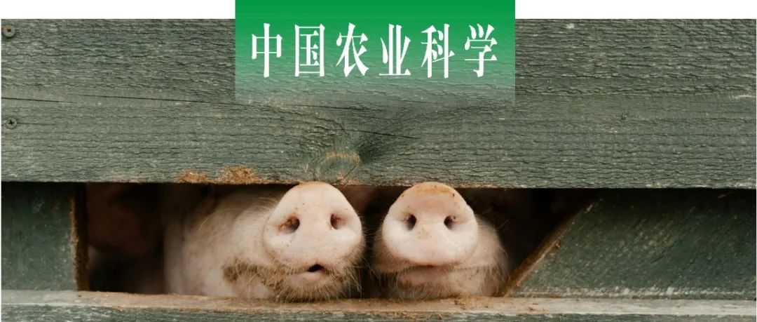 中国农业科学 | 中国农业科学院哈尔滨兽医研究所基础免疫创新团队制备非洲猪瘟病毒p54蛋白单克隆抗体并鉴定其抗原表位