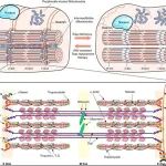 Brain | 焉传祝教授、林鹏飞副教授团队在Brain期刊发文揭示肢带型肌营养不良分子机制及靶向干预研究进展