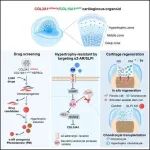 Cell Stem Cell | 南方医科大学基础医学院白晓春/高学飞团队开发人软骨类器官高通量药物筛选系统鉴定软骨再生新靶点