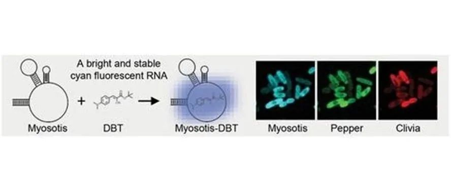 文献分享 | Small：明亮稳定的青色荧光 RNA 可在活大肠杆菌中实现多色 RNA 成像