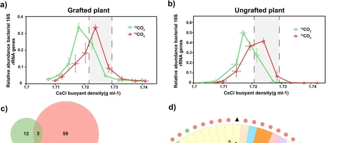 嫁接效应丨SOIL BIOL BIOCHEM：从根系到根际网络的碳流