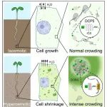 Science | 南科大郭红卫团队研究揭示植物细胞渗透胁迫感知的新机制