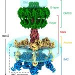 【学术笔记】革兰阴性菌T4SS的结构和分子生物学研究