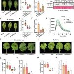 华中农业大学最新Nature子刊