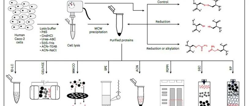 Nat. Methods | 不同样品制备方法对自上而下蛋白质组学鉴定的影响