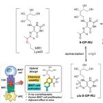 J. Am. Chem. Soc.｜基于核糖醇基蝶啶结构的黏膜相关恒定T细胞配体开发