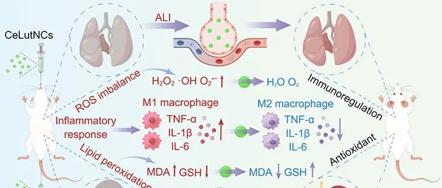 文献分享 | ACS Nano | 铈-木犀草素纳米复合物通过抗氧化和免疫调节治疗炎症相关疾病